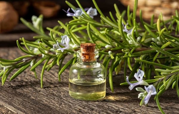 تصویر 2 از قیمت خرید عصاره روغن رزماری با فروش عمده